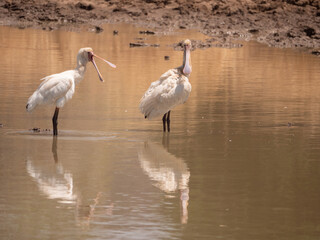 Two African Spoonbills stand in muddy water, reflections below