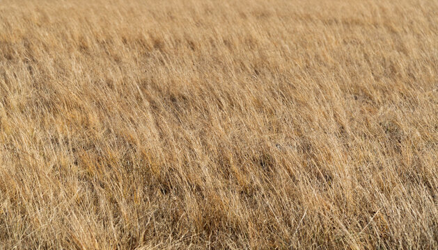 Close up of yellow grass in the wind