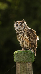 Owl