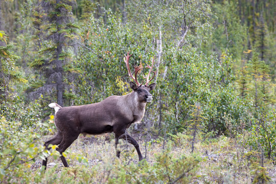 Caribou in the woods, British Columbia, Canada