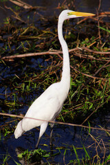 Great egret