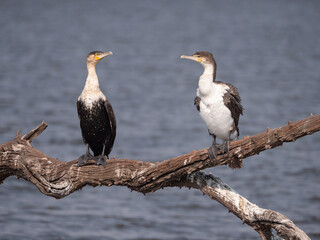 Two white breasted cormorants sit on tree branch over dark blue water, looking at each other