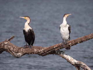 Two white breasted cormorants sit on the same tree branch over water, looking away from each other