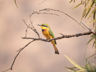 Little Bee-eater perched on leafless branch against brown background