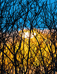 Many leafless branches sunset and sky background, vector.