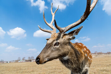 Sika deer on the grassland in autumn