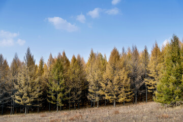 Fototapeta premium Golden larch trees in autumn