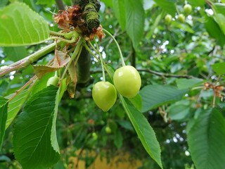 Cherries, green and unripe, surrounded by leaves, on a tree branch