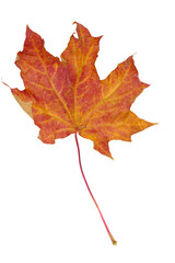 Dry reddened autumn maple leaf on a white background, isolate.