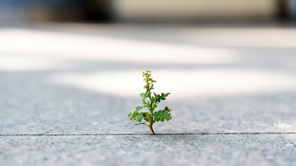 Small green plant growing on stone road