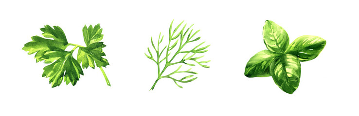 Set of greens, fresh green dill, parsley herb, basil leaves, spice, natural organic healthy food, vegetarian ingredient, isolated object close-up hand drawn watercolor illustration on white background - 535856776