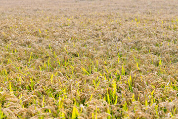 Golden rice field in autumn