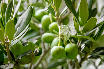 Olive branch closeup view