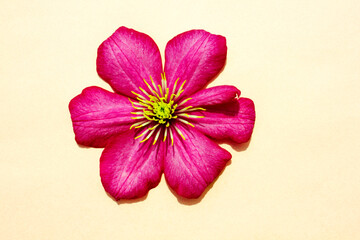 Flowering Pink Clematis hybrida . flowers on a pink background. Beautiful purple flowering .Clematis. A large clematis flower with yellow finger-like stamens.