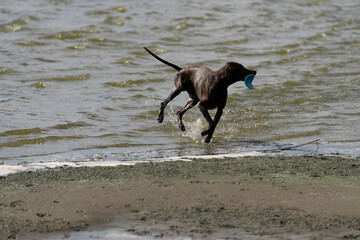 Dark sporty dog playing at seaside