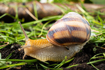 Helix pomatia snail leisurely crawls on the grass.