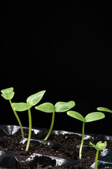 Growing cucumbers from seeds. Step 4 - First Sprouts