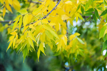 Yellow leaves hanging on tree branch