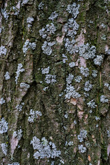 Background oak bark covered with moss.