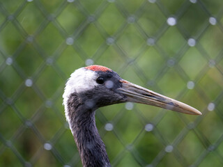 grey crowned crane