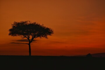 Silhouette of tree on the foreground of red African sunrise 