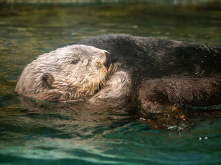 sea ​​otter