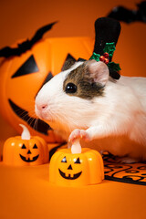 Sinister guinea pig celebrates Halloween, holds a glowing pumpkin with its paw