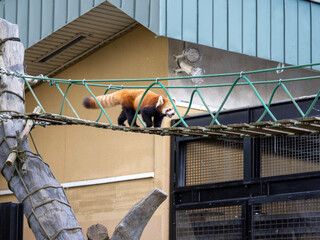 Naklejka premium panda eating
