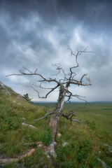 A dry tree in summer. Vertical landscape.