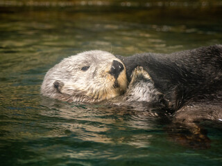 sea ​​otter on the rock