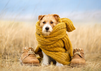 Cute funny dog wearing warm pullover cloth and sitting between shoes. Cold autumn, fall, winter,...