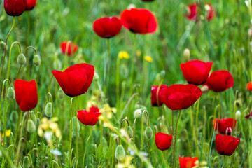 Fototapeta na wymiar Poppy flower in the greenery nature field