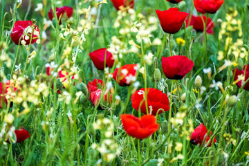 Fototapeta na wymiar Poppy flower in the greenery nature field