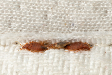 Bedbugs hiding in the crease of the mattress macro - obrazy, fototapety, plakaty