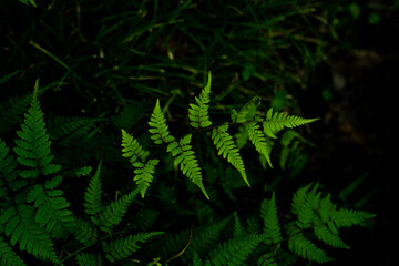 The bright green is Fern