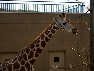 giraffe in zoo