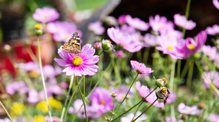 Butterfly flying on cosmos flower