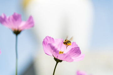 Obraz premium Honey bee collecting pollen on cosmos flower