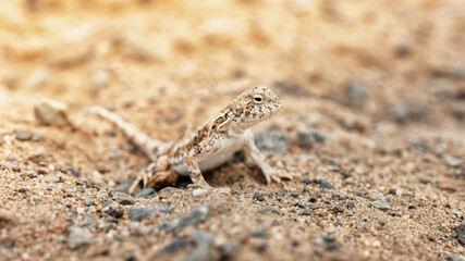 portrait of a lizard in the desert