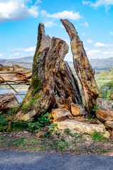 Broken tree trunk after storm in English Lake District selective focus