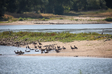 Graugans, Graugänse in der Natur. Portrait einer Gans in der Natur.