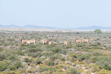 Fototapeta na wymiar Herds of eland and oryx in the Karoo