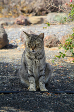 Portrait einer freien Dorfkatze. Eine stromernde Katze.
