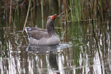 Graugans, Graugänse in der Natur. Portrait einer Gans in der Natur.