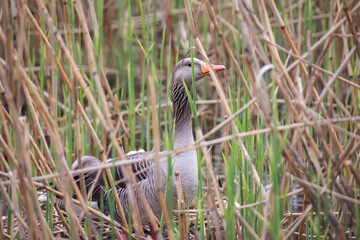 Graugans, Graugänse in der Natur. Portrait einer Gans in der Natur.