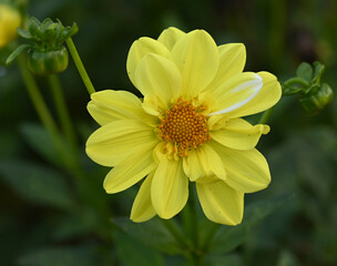Beautiful close-up of a dahlia