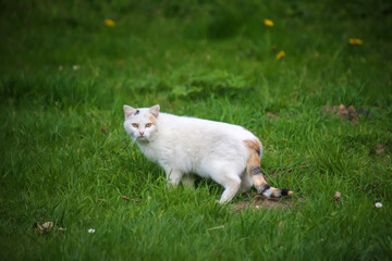 Portrait einer freien Dorfkatze. Eine stromernde Katze.