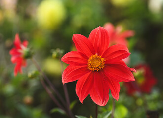 Beautiful close-up of a single-flowered dahlia