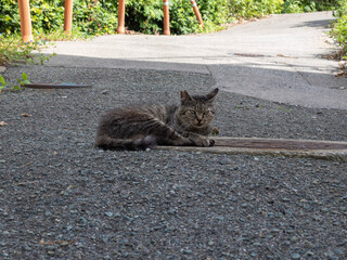 cat on the road