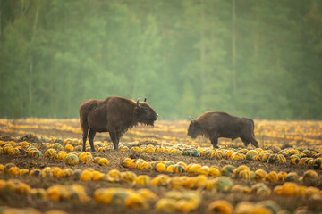 Herd of bisons from the Knyszyn Forest in a field with pumpkins, September Mammals - European bison Bison bonasus in autumn time, Knyszynska Forest, North-Eastern part of Poland